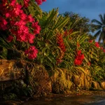 Martinique ile aux fleurs : jardin créole en fleurs, bougainvilliers et hibiscus au soleil doré