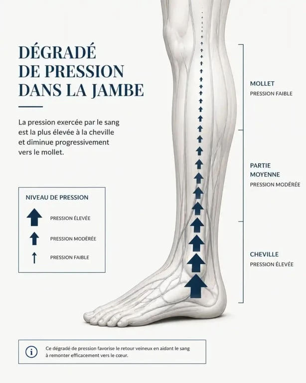 Schéma explicatif du fonctionnement de la chaussette de contention avion par compression dégressive